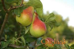 Kvalitetne sertifikovane vocne sadnice iz Rasadnika Antic